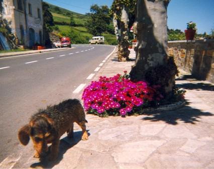 Roco