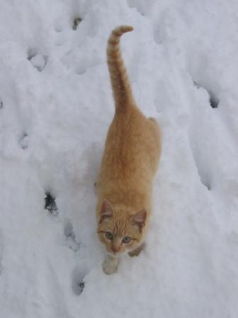 Gato en la nieve