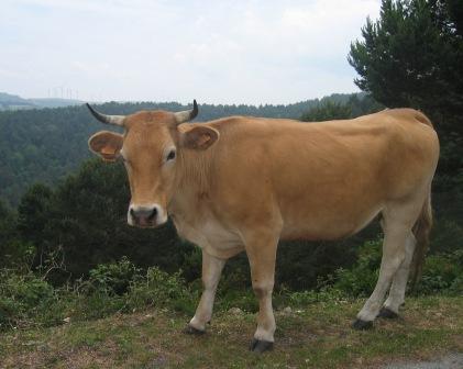 Vaca