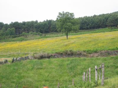 Pradera